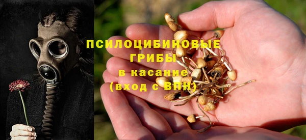 сатива Верея